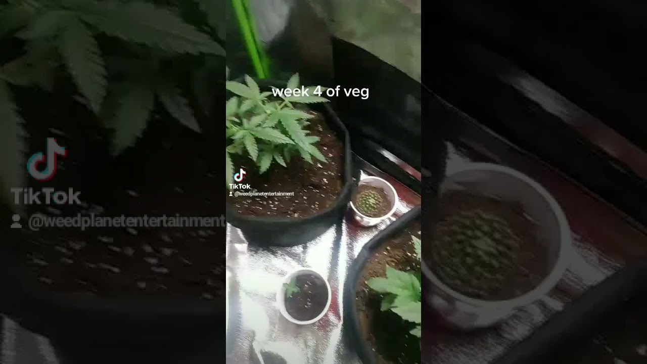 Week 4 of veg!! For Educational use only.