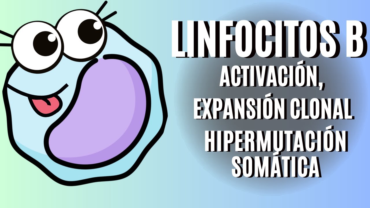 Linfocitos B: activación, expansión clonal e hipermutación somática