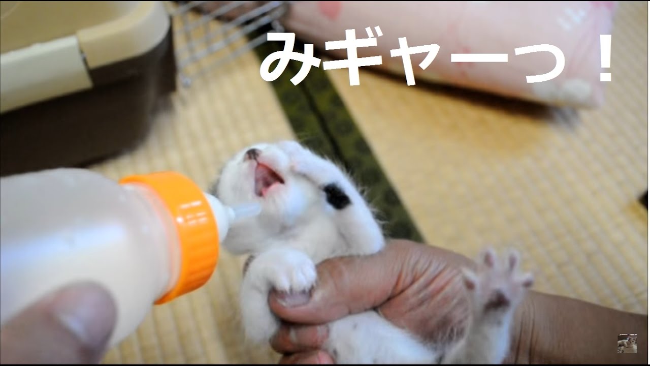 チビ太ミルクをゴクゴク