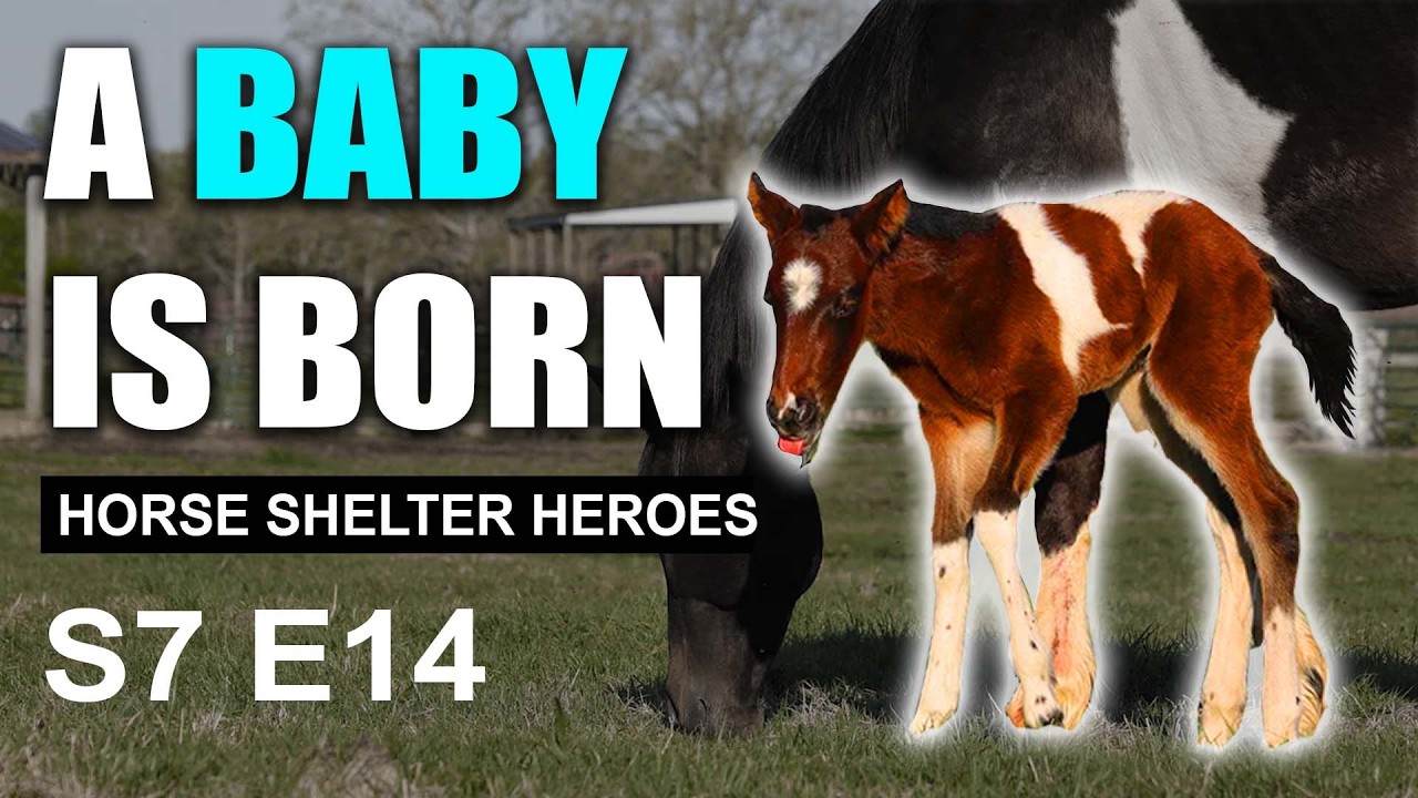 A Second Chance Turns into New Life I Horse Shelter Heroes - S7E14