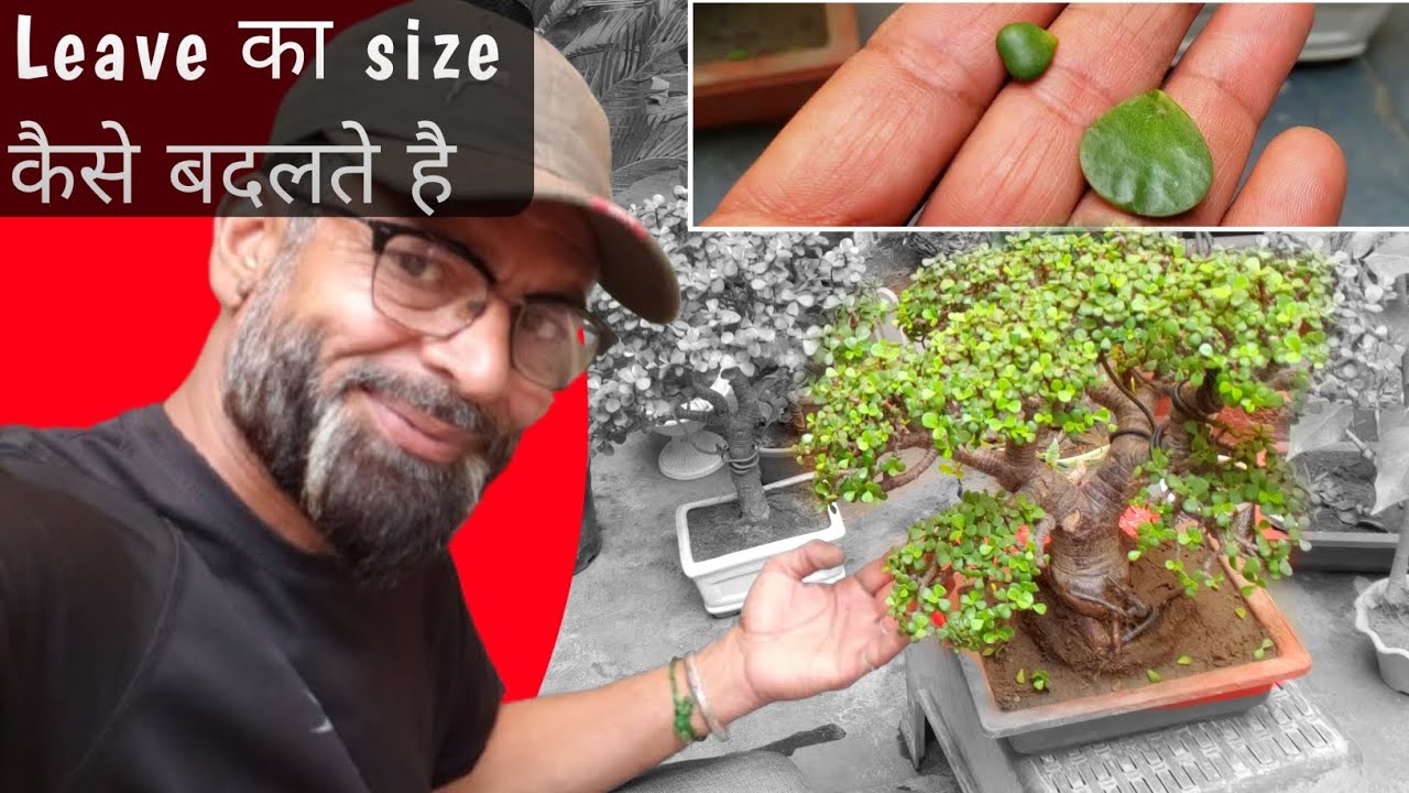 Leaves का size केसे Change करे?