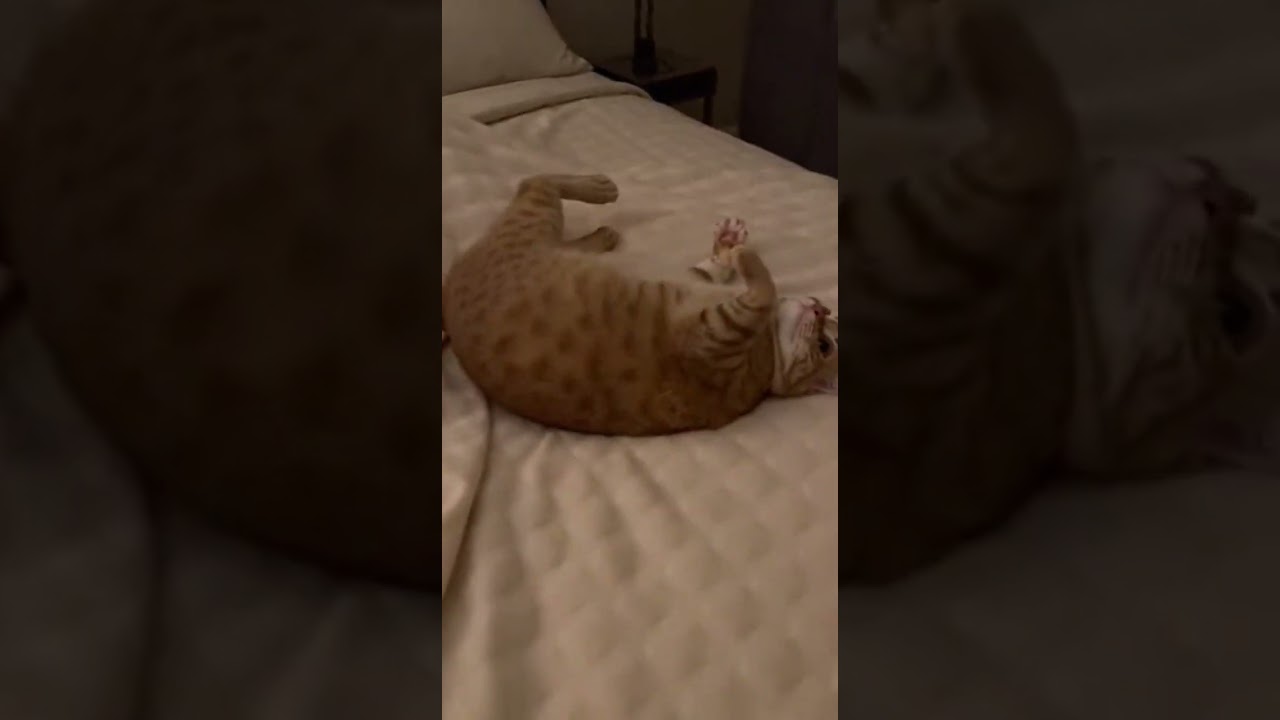 lol  #animals #cats