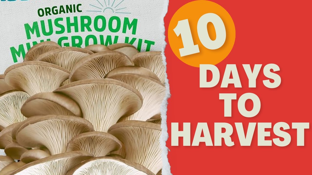 10 Day Harvest! Back to the Roots' Mushroom Grow Kit