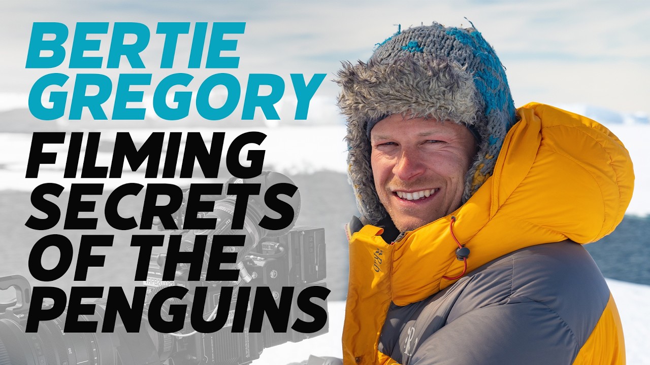 Secrets Of The Penguins: Interview With Bertie Gregory