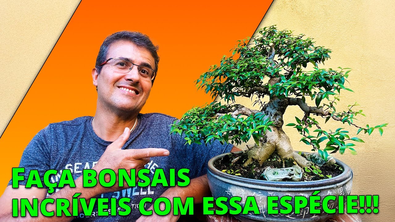 Fazendo Bonsai de Wrightia - Primeiro Passo (Poda Dr&aacute;stica)