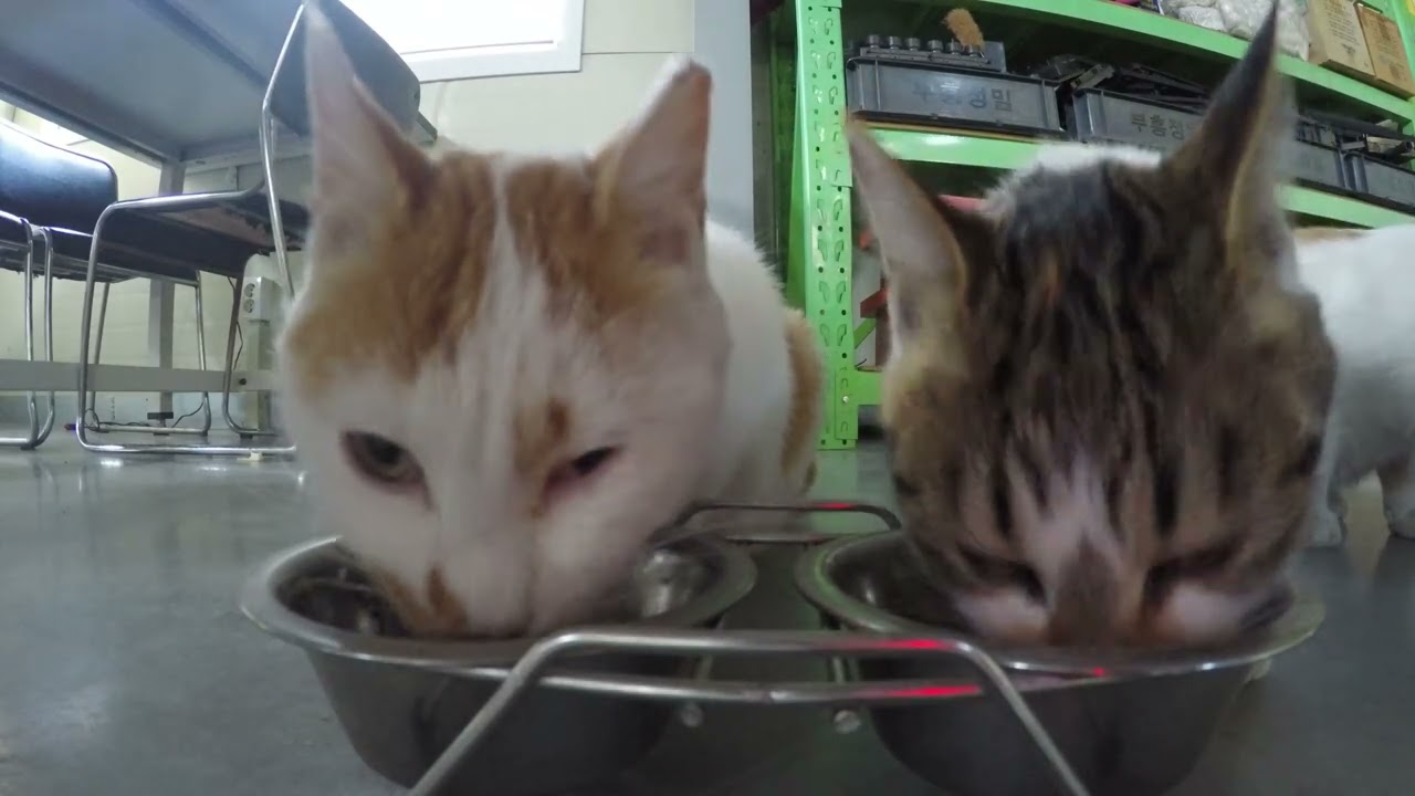 고양이 밥 먹는 영상