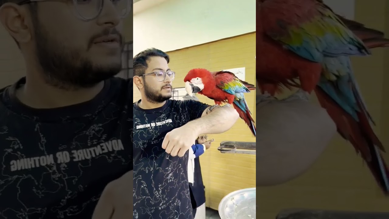 Green Winged Macaw 🦜 One Of The Most Beautiful Parrots In The World #Shorts