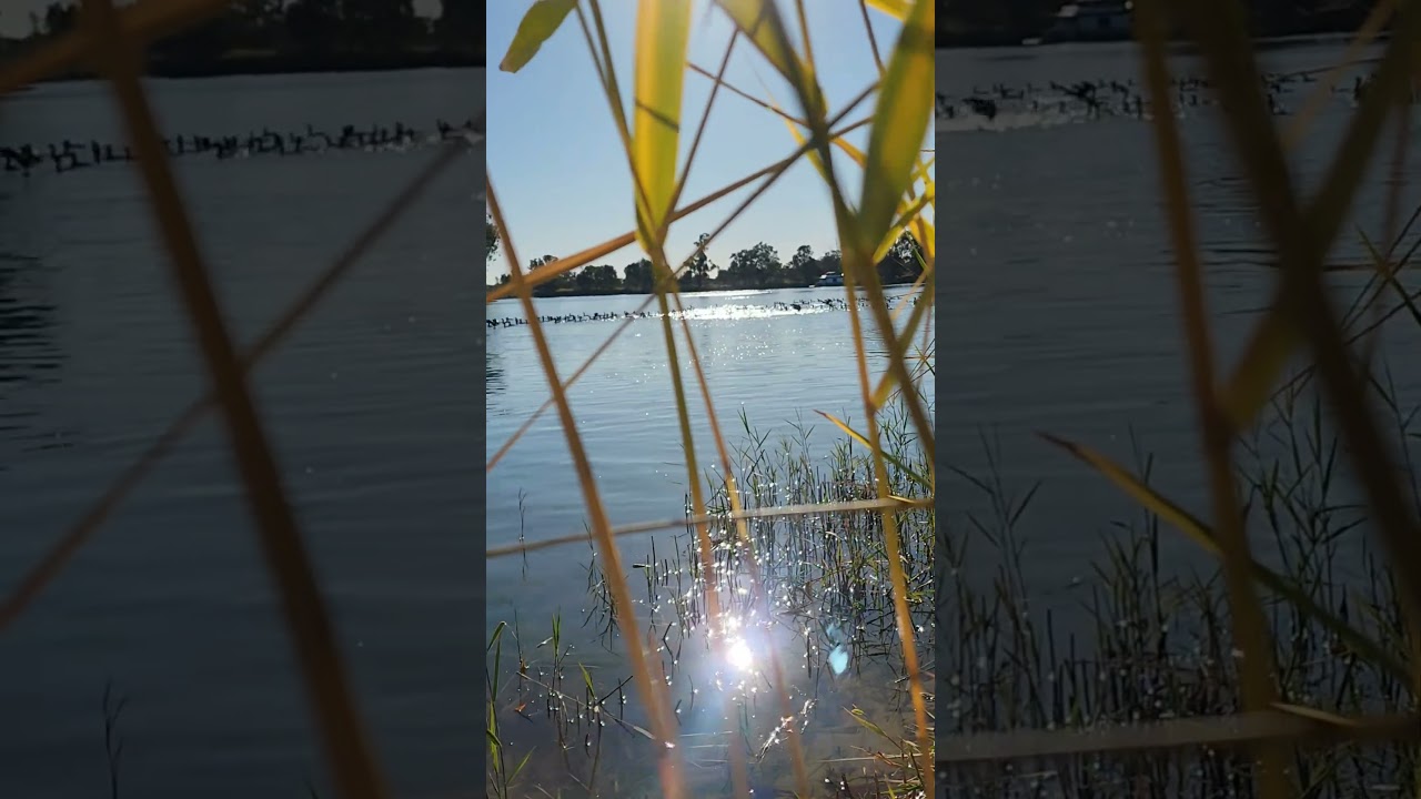 Light reflecting off water is life optimizing information 
