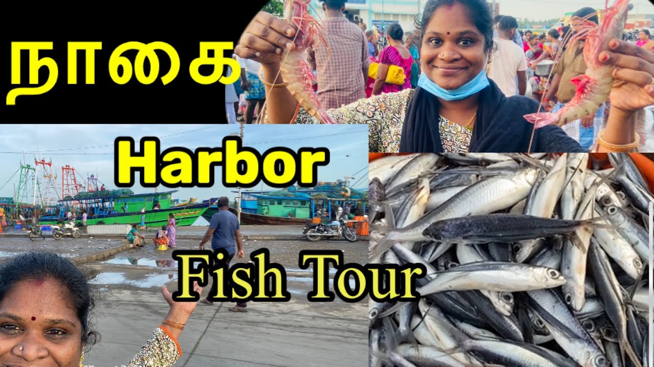 மீன்பிடி தளம்/மீன் ஏலம் /Thanjavur Fish garden #different fishes