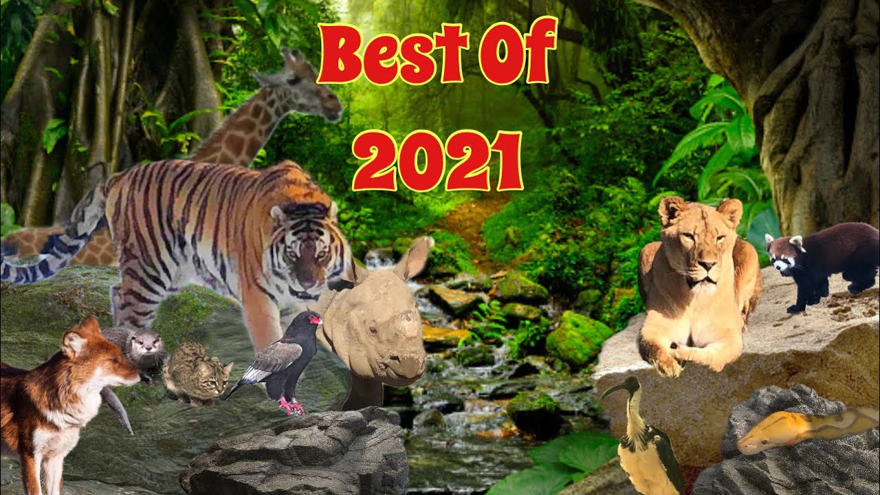 Best of 2021