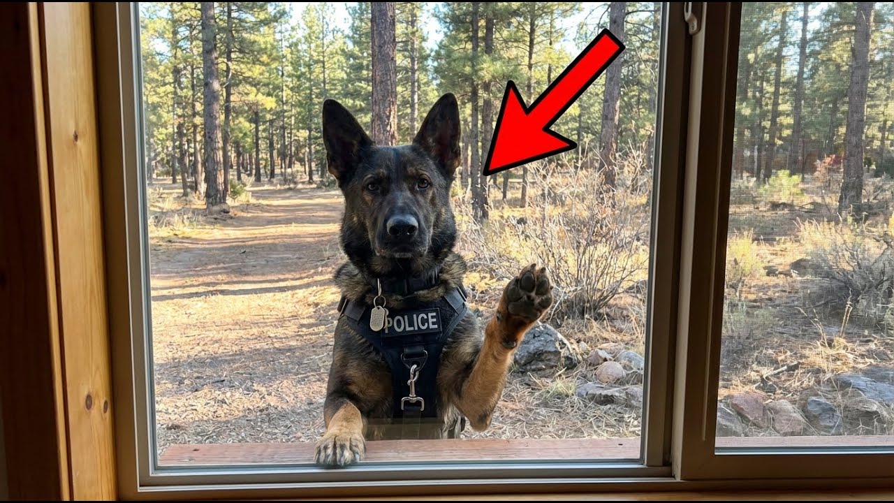 The Police Dog Kept Tapping the Window After the Child Vanished—The Truth Stopped Everyone Cold