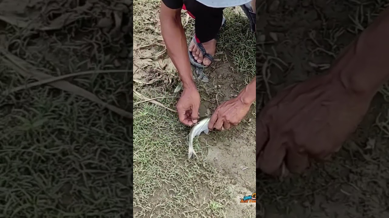 Full pemancing full penonton bolo seru sekali 