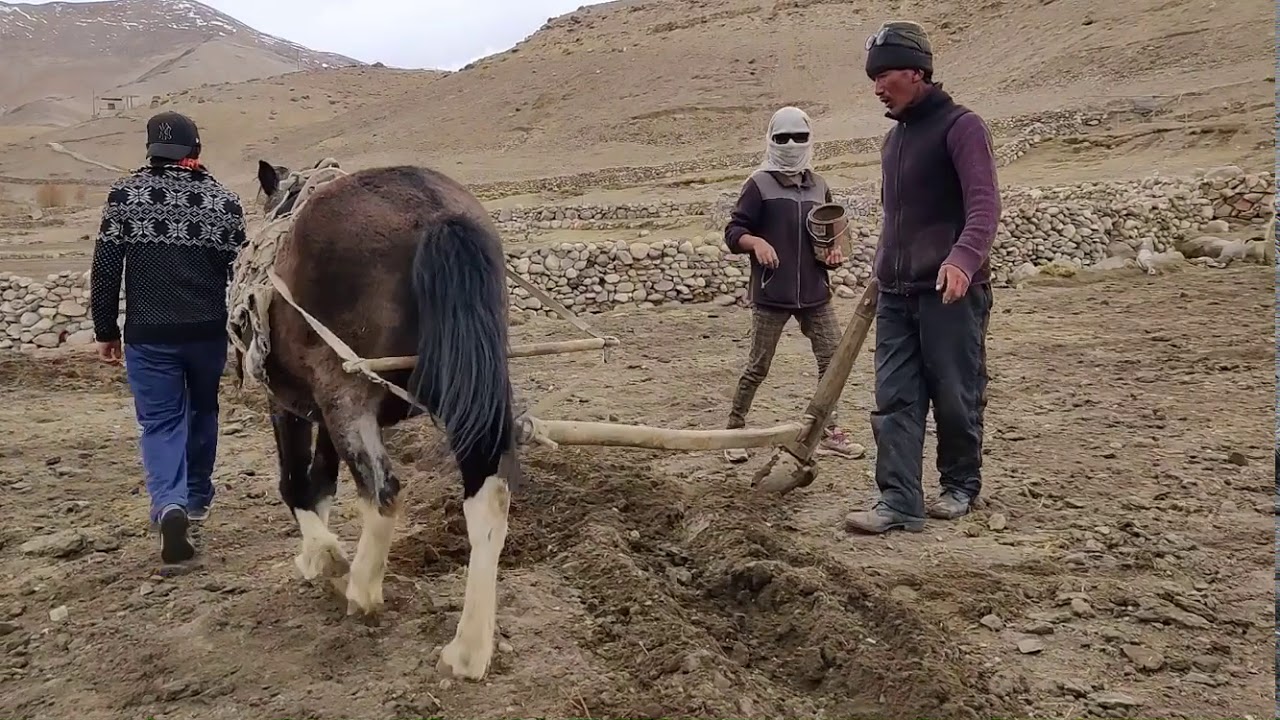 Farmer lifestyle in Gya village Ladakh 2020