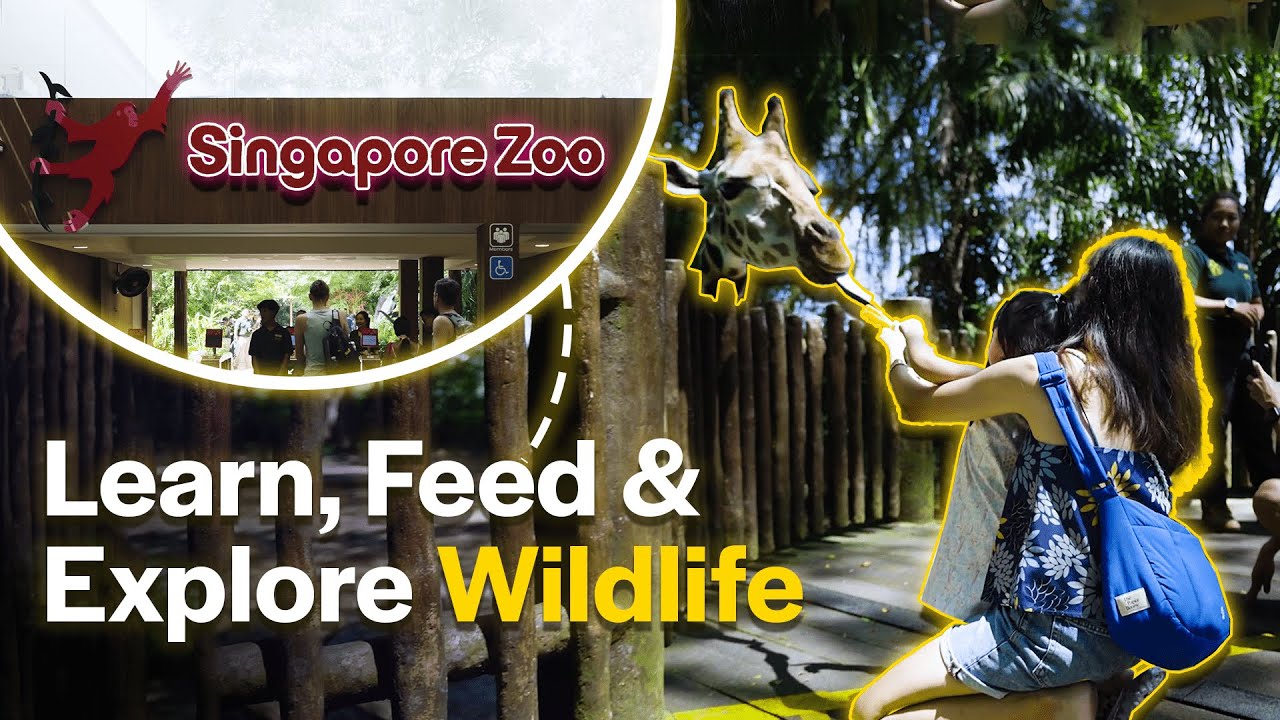 Singapore Zoo: The Ultimate Wildlife Experience
