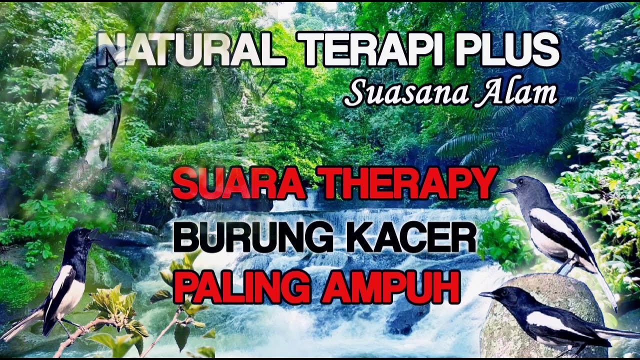 TERAPI KACER MACET,STRES BUNYI CEPAT LANGSUNG RESPON