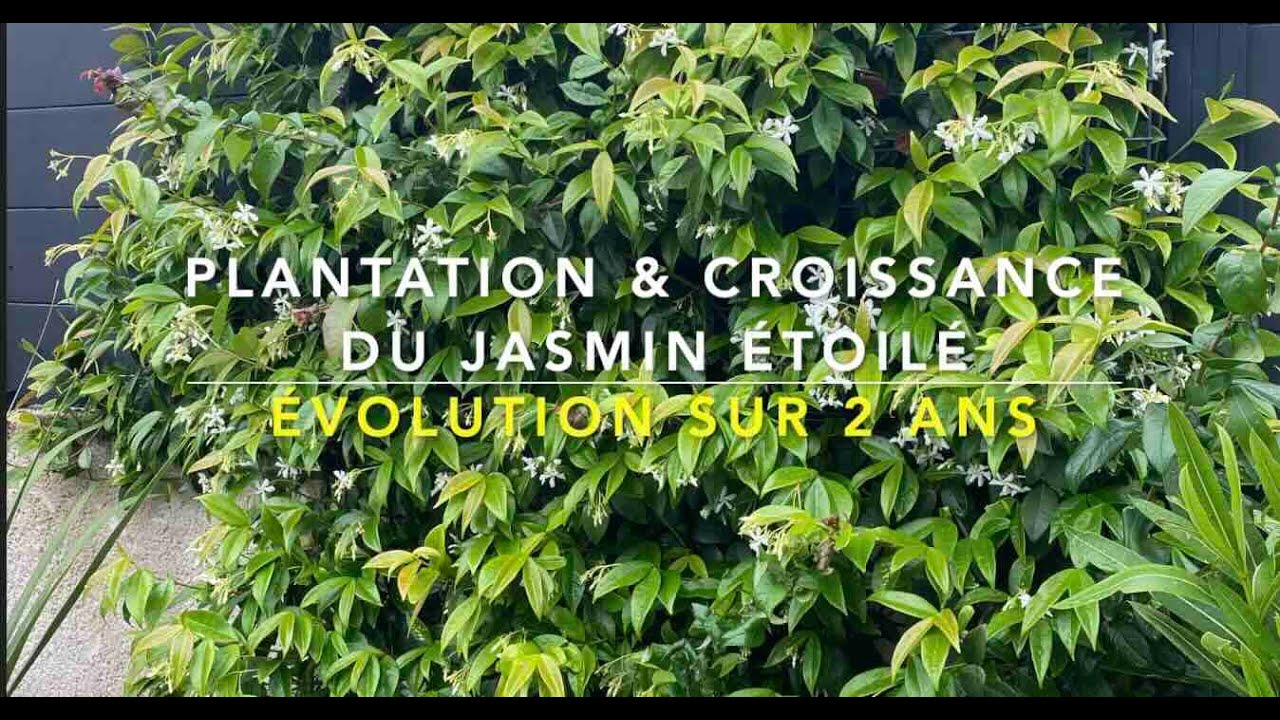Croissance Jasmin étoilé ( évolution sur 21 mois)