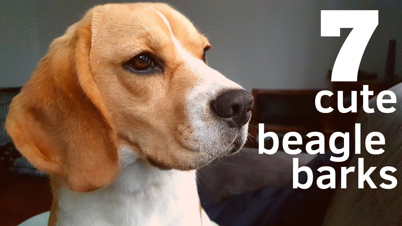 7 Cute Beagle Barks!