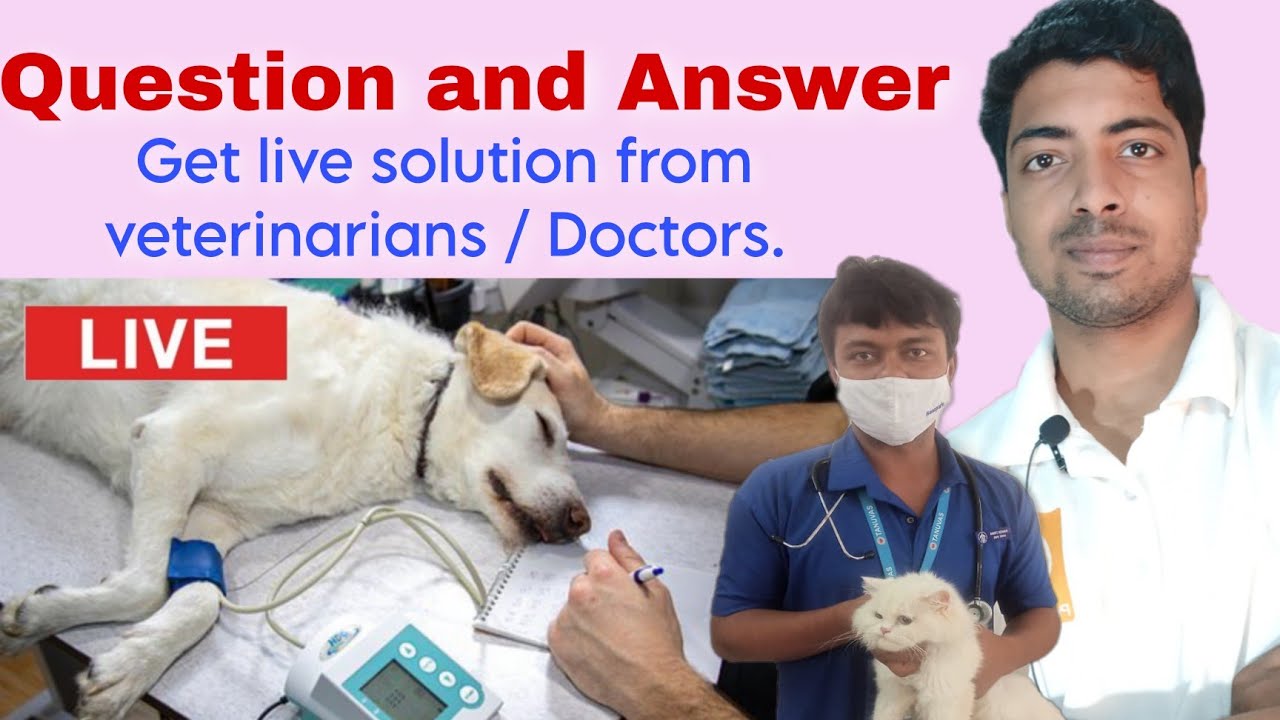 Live Question and Answer for your Dogs.