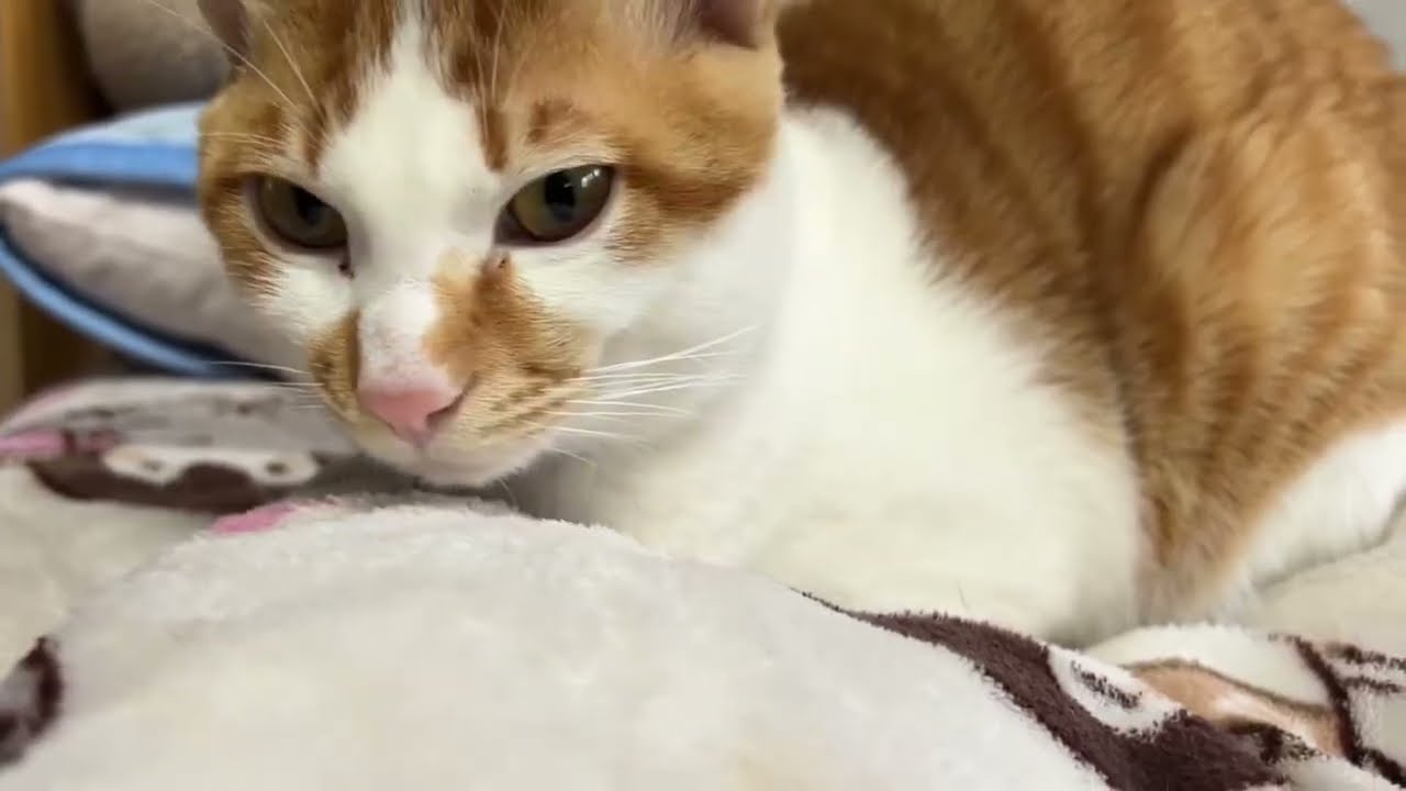 【保護猫】ベッドでくつろいでいる信くん🐱【子猫】