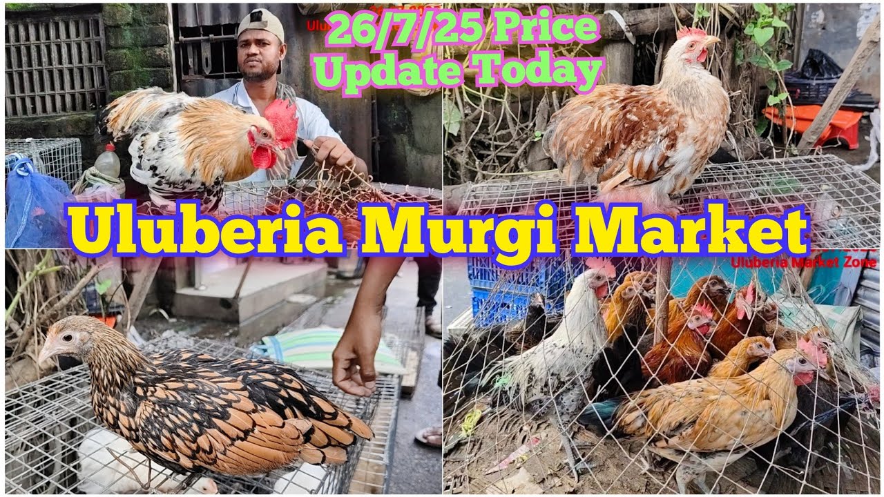 Uluberia Murgi Market. Uluberia pet market 26/7/25 price update today উলুবেড়িয়া মুরগি হাট