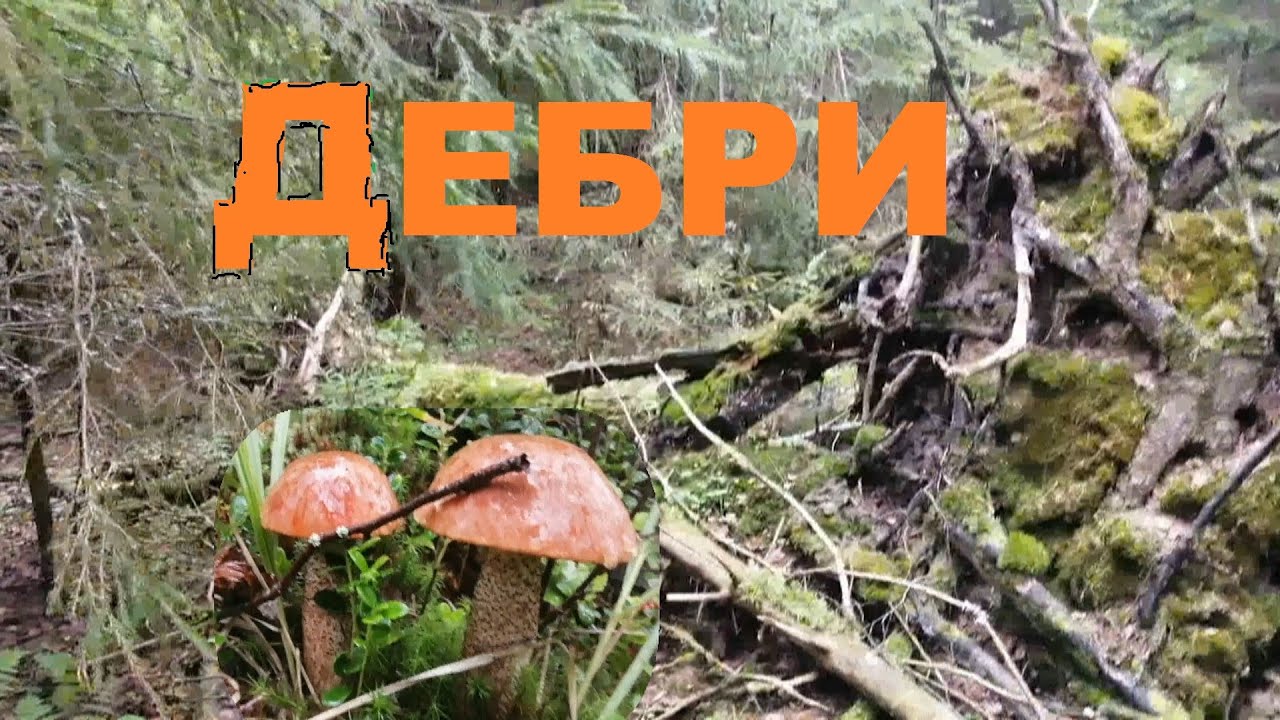 Грибы в лесных дебрях