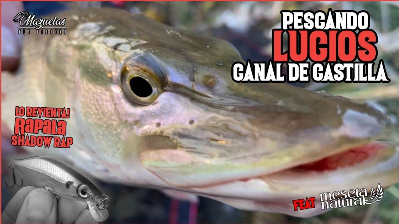 Lucios en el canal de Castilla. Rapala Sahdow Rap.Lo revientan.