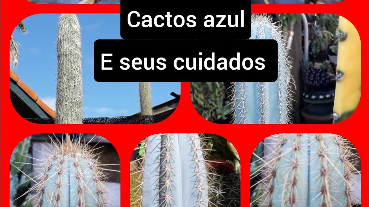 #cactoazul cuidado não pode tocar #pruina