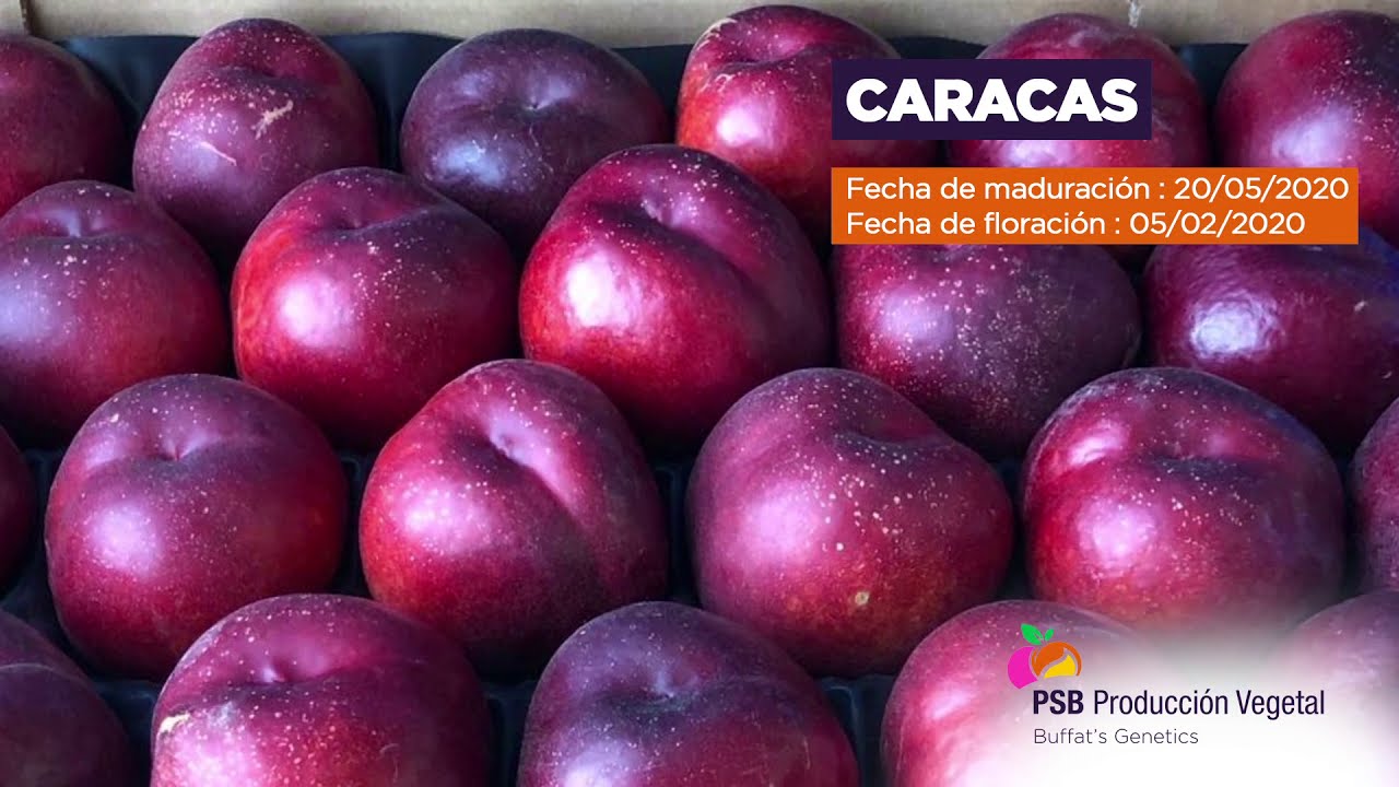 Nectarinas carne amarilla - 2020