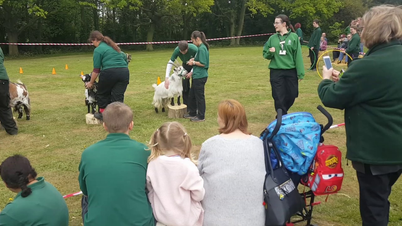 Goat agility - Hadlow College Mottingham open day 2017