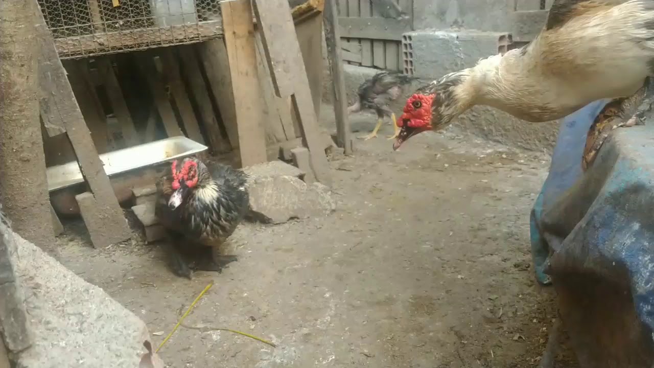 Criação de Patos vale a pena?