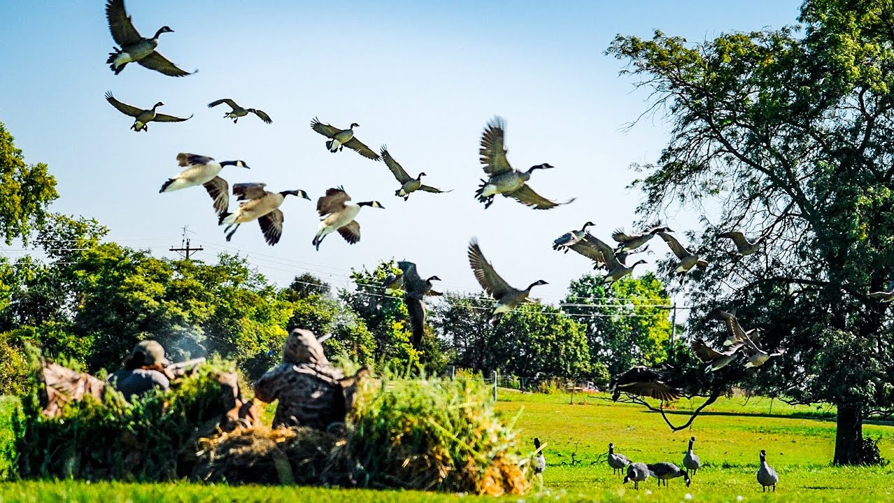 2 DAYS GOOSE HUNTING INDIANA! (FREELANCING OPENING WEEKEND)