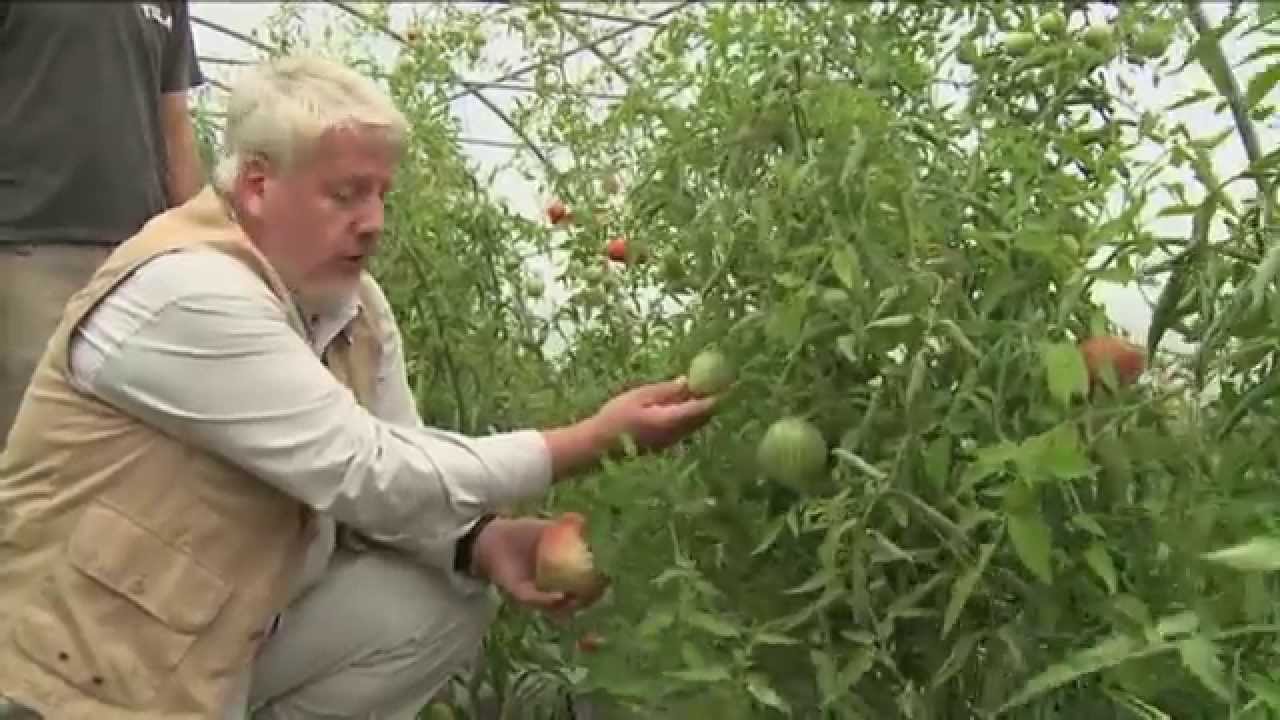 COMMENT CHOISIR LES MEILLEURES VARIÉTÉS DE TOMATES ET LES PLUS ÉTONNANTES