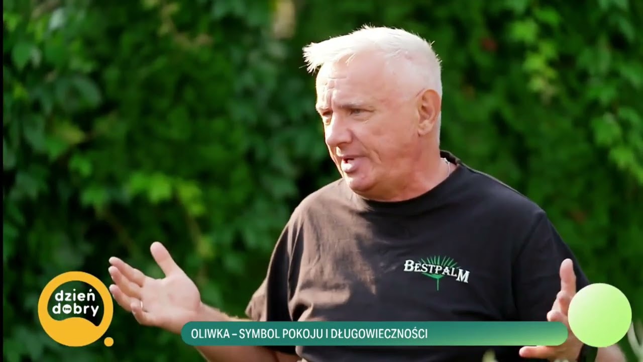 BestpalmTV. Jak.zabezpieczyć drzewo oliwne w 3 minuty. Panowie z telewizji musieli to zobaczyć.