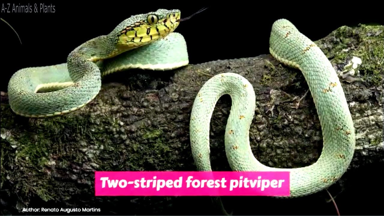 Two-striped forest-pitviper (Bothrops bilineatus)