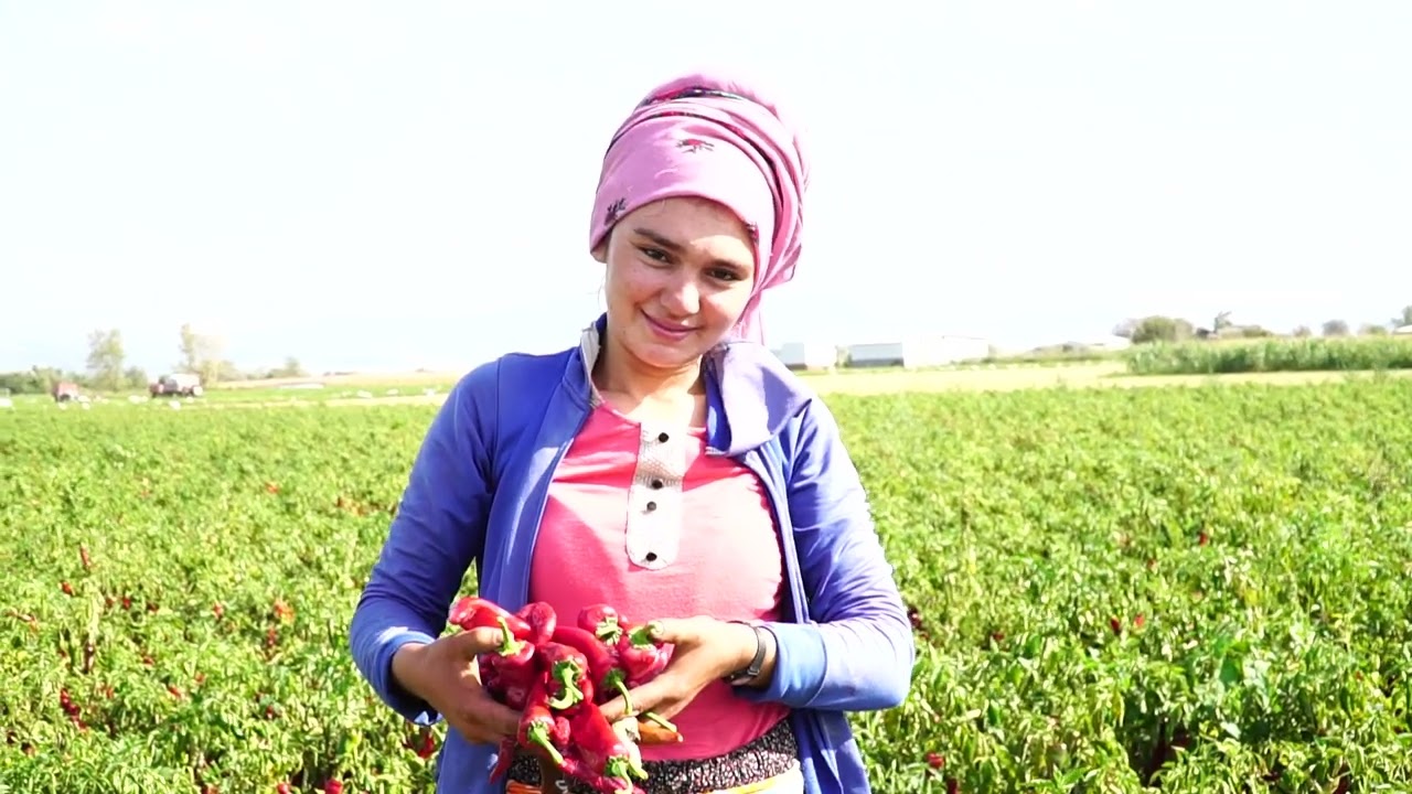 Mustafakemalpaşa Dünya Mutfaklarında; En Lezzetli Kırmızı Ovaazatlı Toz Biberi
