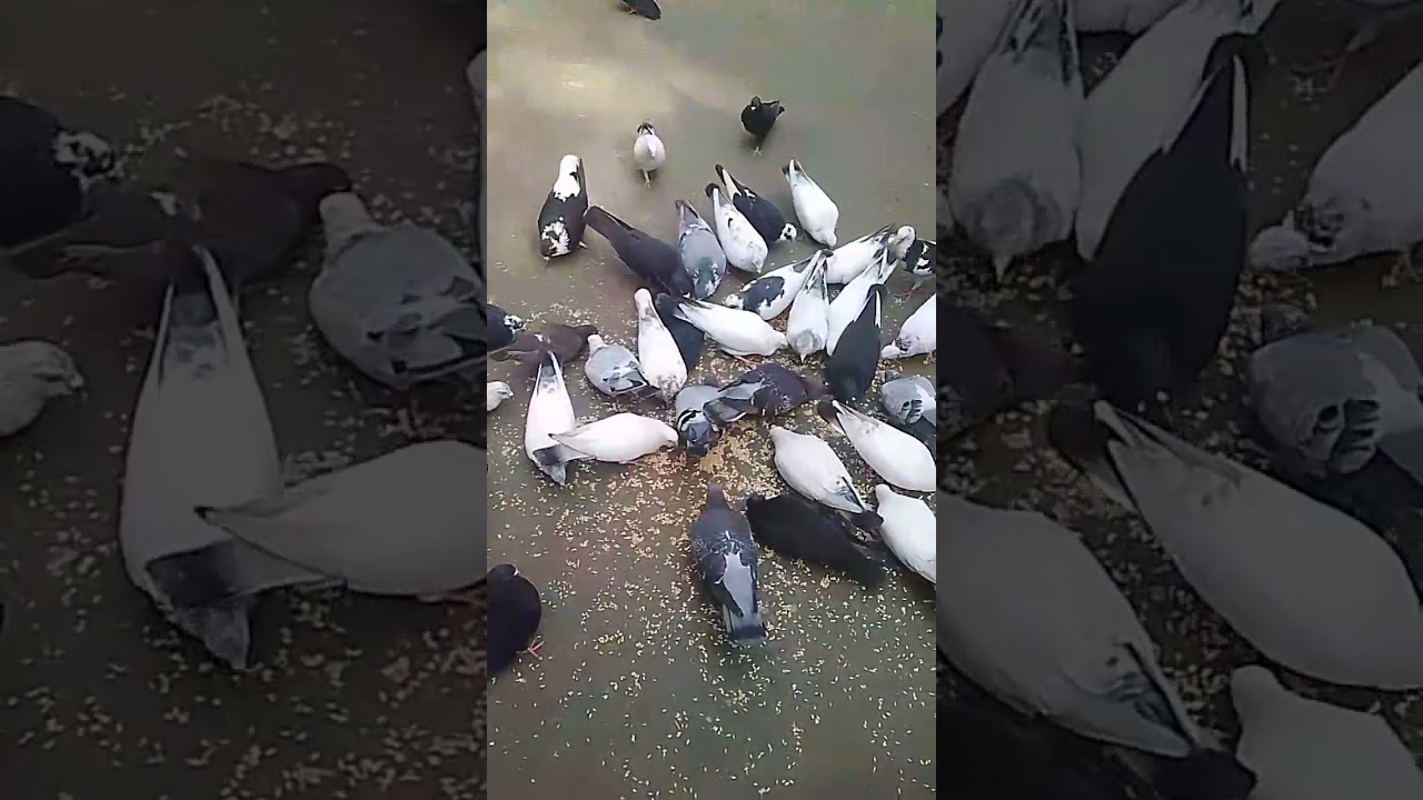 Rifat pigeon loft 🦅🦅 