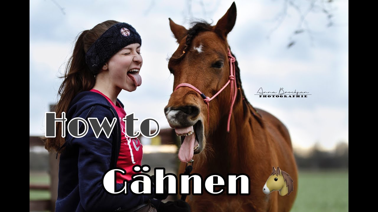 HOW TO: Gähnen | wie bringe ich meinem Pferd das Gähnen bei?🐴