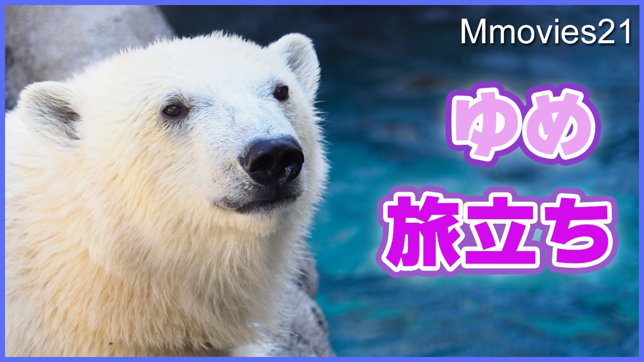 【発表】ホッキョクグマゆめの独り立ち 移動先の動物園で繋がる命の縁 ピリカは次の繁殖へ~旭山動物園ホッキョクグマ親子の記録