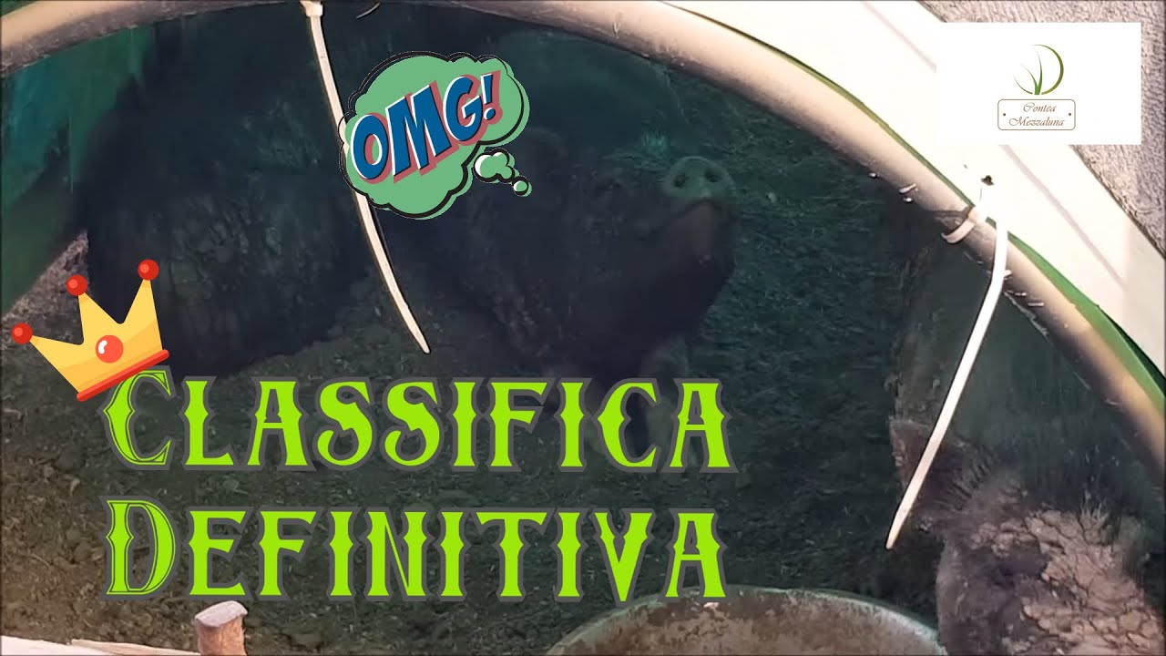 I Migliori e i Peggiori Animali da Allevare