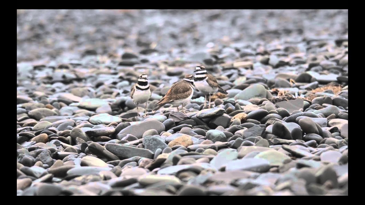 Killdeer at Cook's Beach