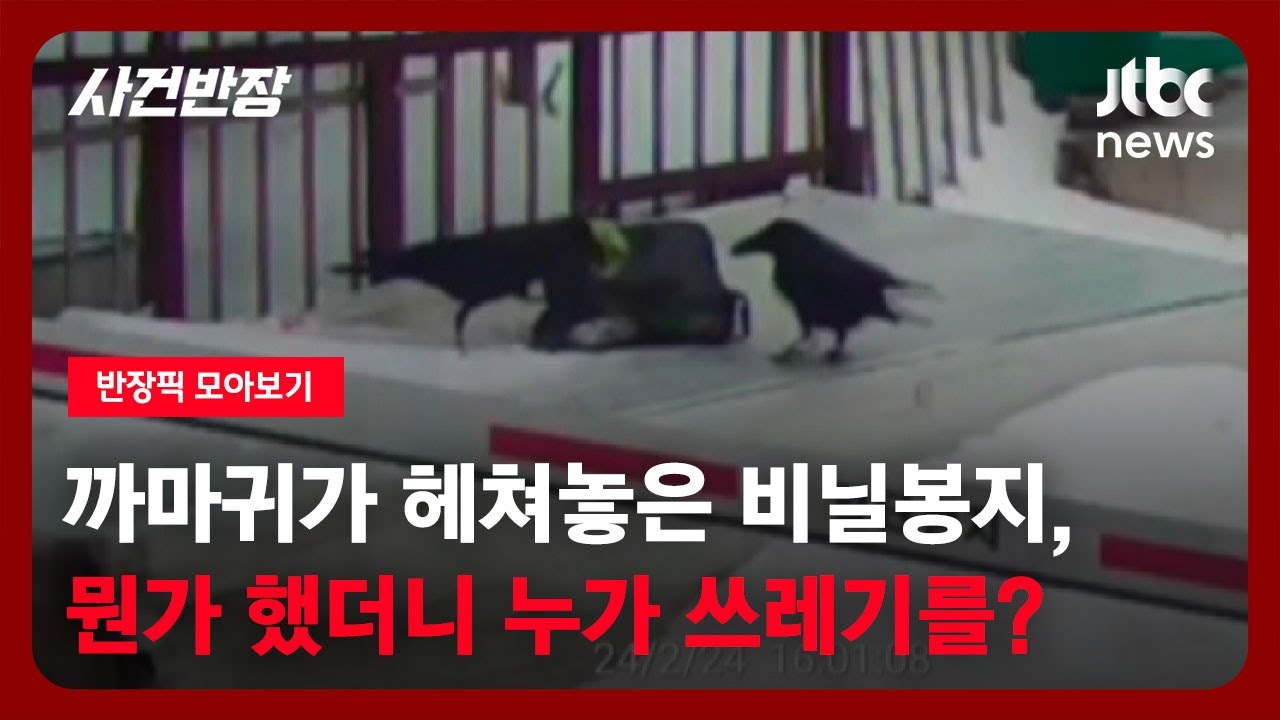 [반장픽 모아보기] 까마귀가 헤쳐놓은 비닐봉지…뭔가 했더니 쓰레기가? / JTBC 사건반장