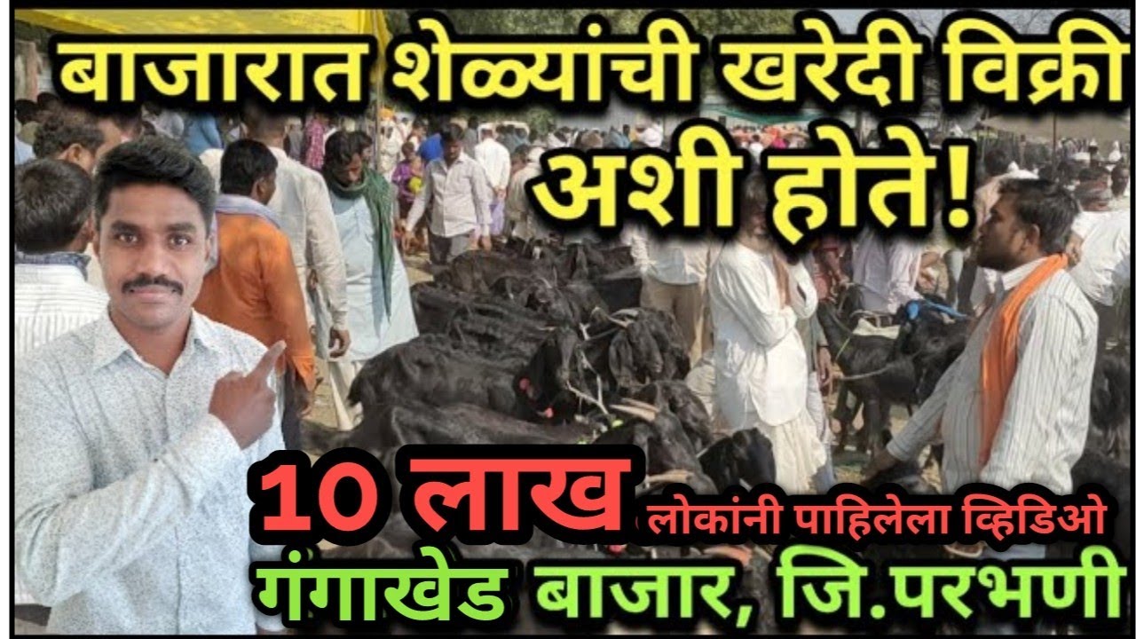 शेळ्यांची खरेदी विक्री अशी होते | शेळ्यांचा आठवडी बाजार, गंगाखेड, जि. परभणी.