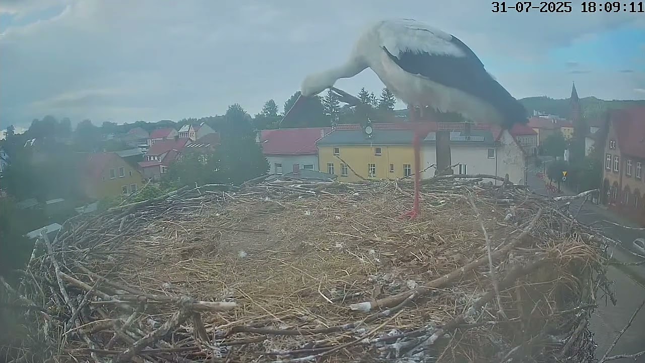 Bociani monitoring zagrożony! 😜Poirytowany właściciel gniazda reaguje☝🏻-Bociany Polanów 2025 r.