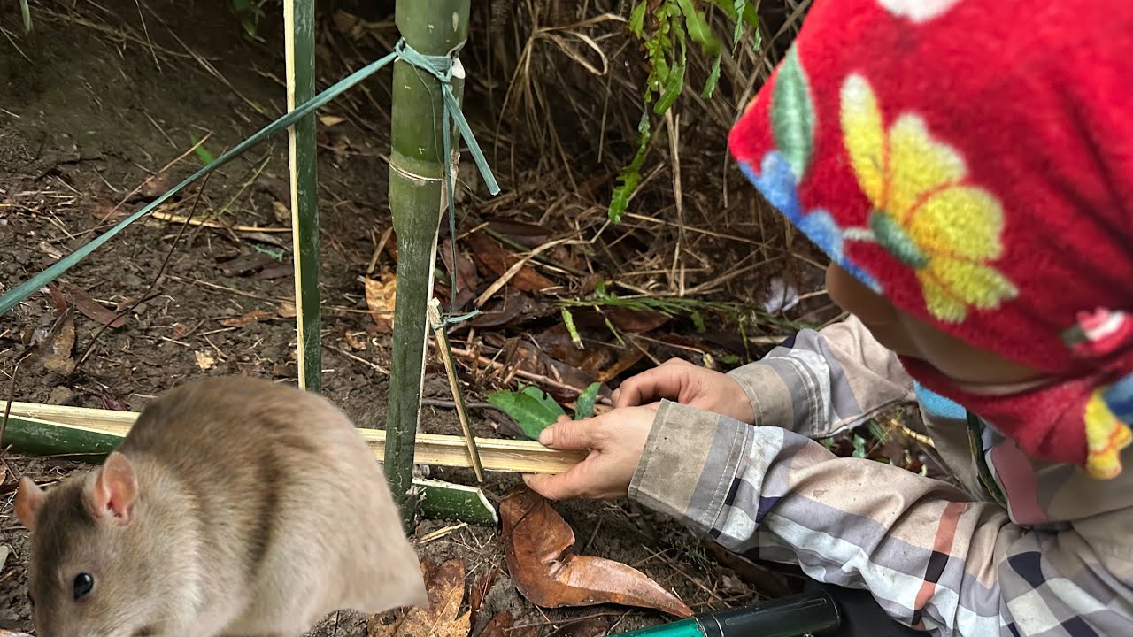 ✅DIY Bamboo Mouse Trap for Survival in the Forest | Simple and Effective