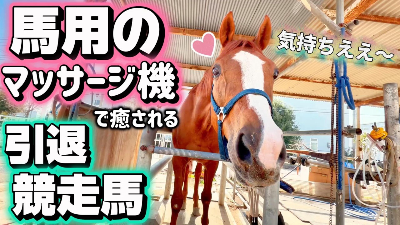 馬専用のマッサージ機で癒される引退競走馬きんちゃんが可愛すぎました…【ツルマルボーイ様のシモベ】