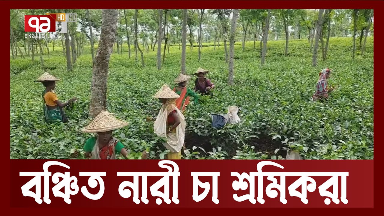 আজীবনের বঞ্চিত চা বাগানের নারী শ্রমিকরা | Tea Garden Worker | | Ekattor TV