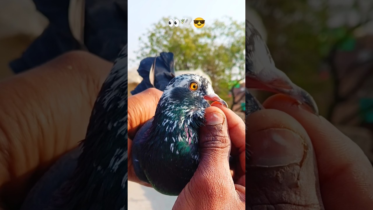 Kala Mukha 🕊️😱🔥 