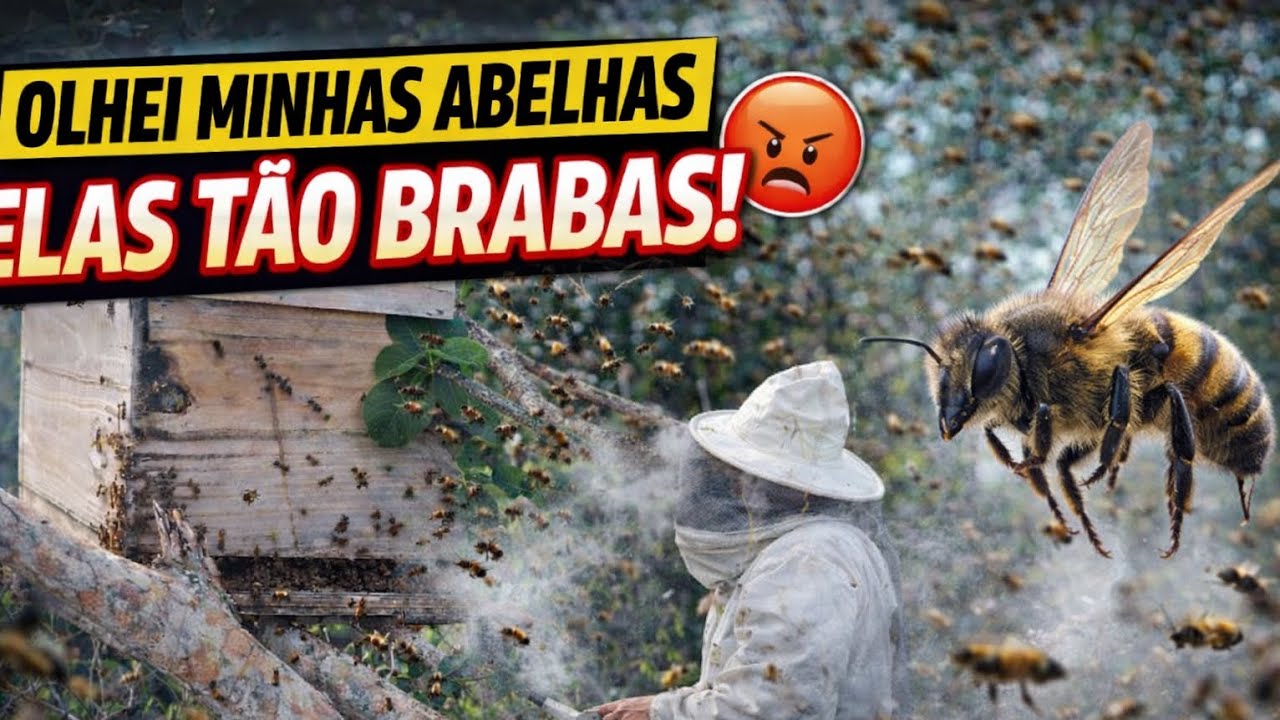 Abelhas Nervosas! Olha o Que Aconteceu Quando Cheguei Perto 