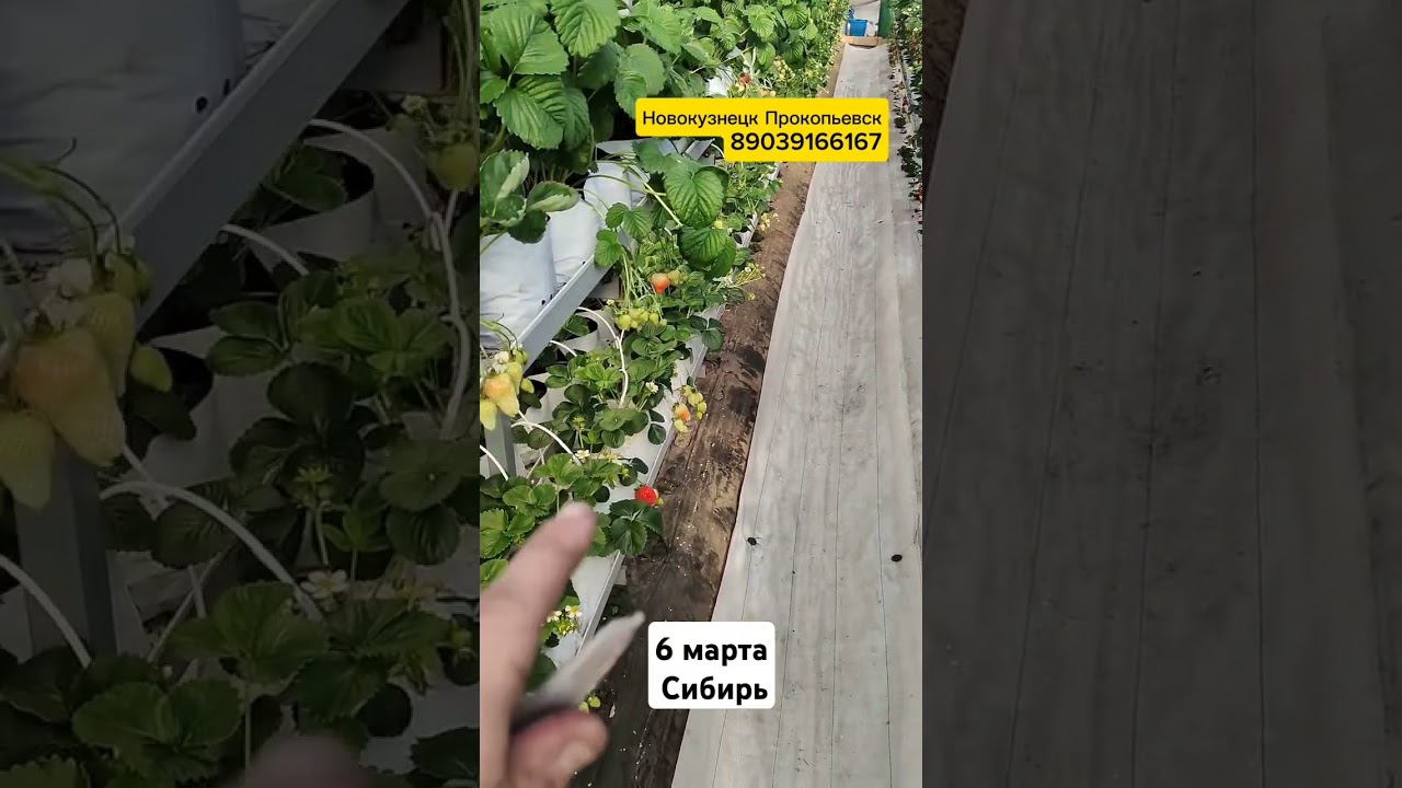 Свежая местная Клубника в Сибири на мартовские праздники. Прямо с куста доставляем вам на дом.