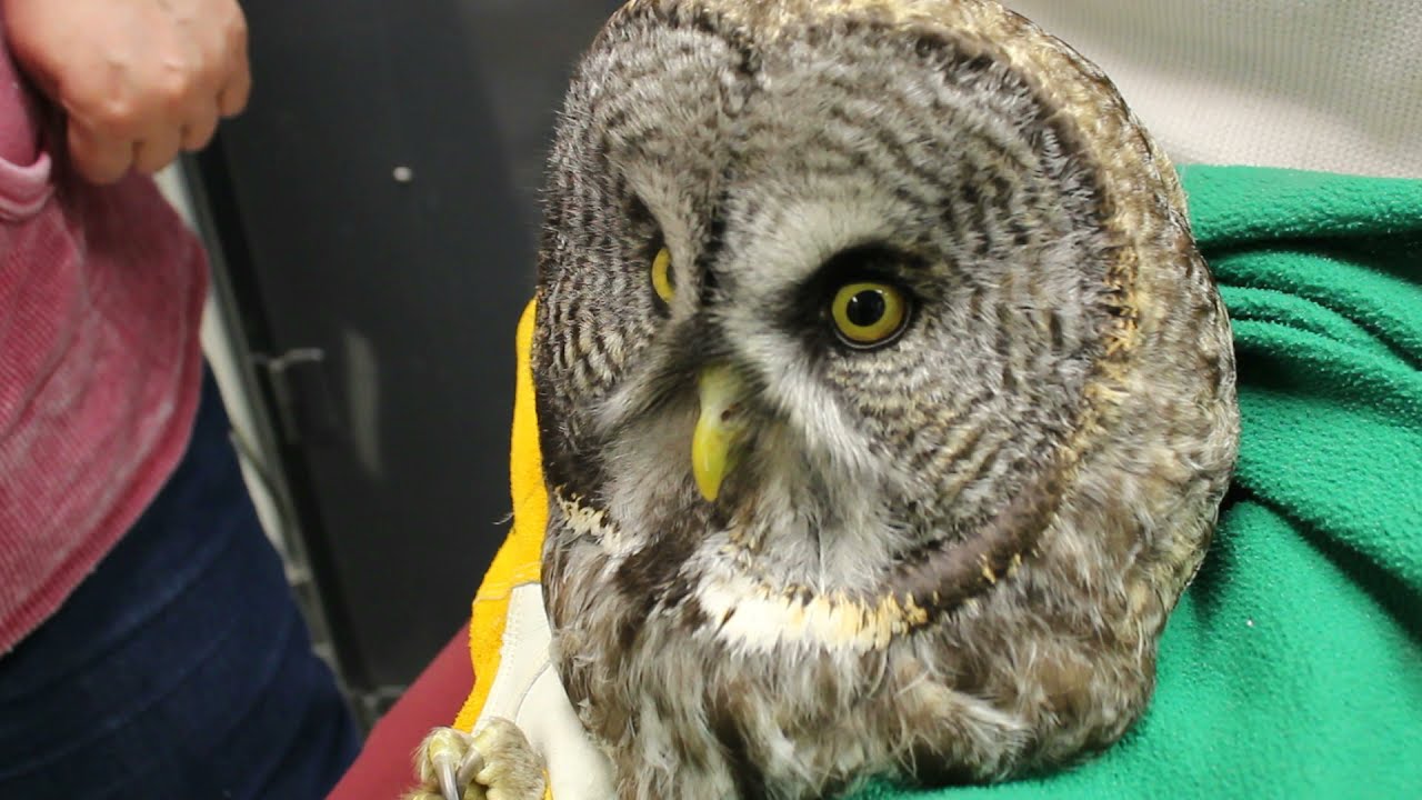 Great Gray Owl's Ear